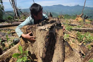 Hàng trăm ha rừng Quảng Nam bị phá