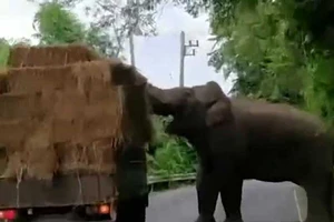 Voi thản nhiên chặn xe tải 'cướp đồ'