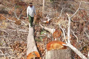 Kiến nghị xử lý quan chức tiếp tay phá rừng