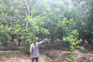 Kiện đòi kéo dây điện qua đất hàng xóm