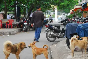 Dân TP.HCM mất hơn 26 tỉ/năm do chó cắn 