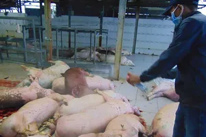 Tiêu hủy tất cả heo ‘dính’ thuốc an thần