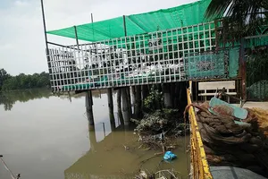 Lấn sông cả trăm mét vuông để trồng lan