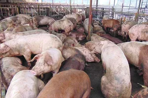 1 con heo bị tiêm đến 2 loại thuốc an thần!