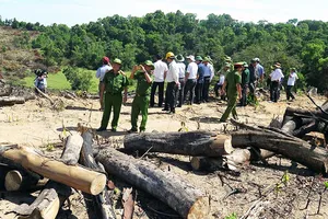 Giám đốc chủ mưu phá 61 ha rừng bị bắt