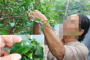 Lá không tên… trị hết nhiều bệnh hiểm?