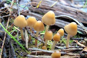 Nấm ma thuật có khả năng ‘tẩy não’ người trầm cảm