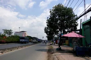 TP.HCM bứng dời nhiều cây xanh trên quốc lộ 1
