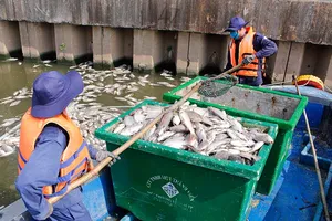 Giảm đàn cá ở kênh Nhiêu Lộc-Thị Nghè để chống cá chết