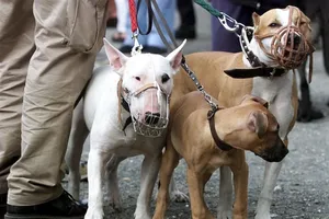 Làm sao để dắt chó ra đường mà không bị phạt?