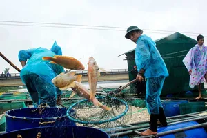 Huế: Lũ về, hàng trăm tấn cá chết