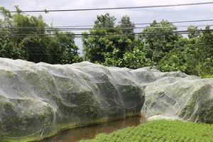 Giăng mùng cho mận, mặc váy cho cam