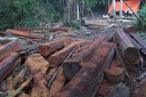 Ngang nhiên phá rừng cạnh trạm bảo vệ