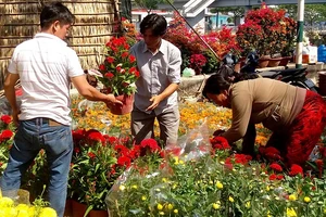 Khống chế điểm bán hoa Tết, nên chăng? 