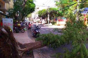 Nhiều cây xanh chết oan do công trình... chạy Tết