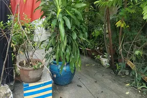 Cãi lệnh tòa, kê chậu cây chặn lối đi của cả xóm