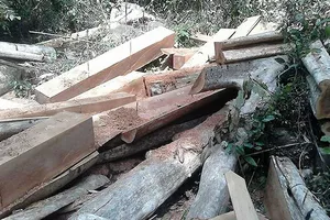 13 vụ án phá rừng Sông Lũy phải tạm đình chỉ