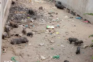 Nuôi heo tộc bốc mùi giữa phố