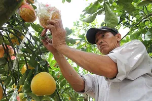 Những cây chưng Tết ‘hút’ tài lộc vào nhà