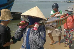 ‘Lộc biển’ đầu năm và khát vọng vươn khơi