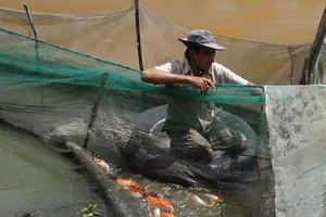 Nước đen vây bủa, triệt đường sống người nuôi cá