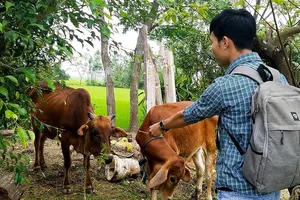 Cán bộ ‘xẻ thịt’ bò chính sách