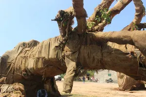 Lộ nguồn gốc cây ‘khủng’ được chở trên quốc lộ 1