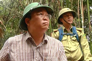 Quảng Nam tung chiêu dẹp phá rừng