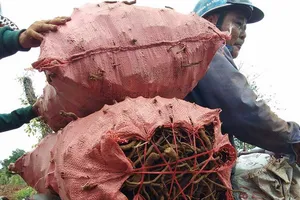 Tiêu hết thời hoàng kim, dân đào gốc lên bán?