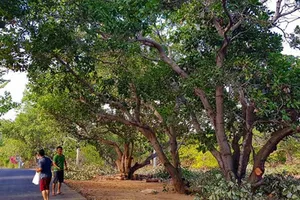 Chuyển mục đích 8.400 m2 đất chỉ tốn 196.000 đồng!