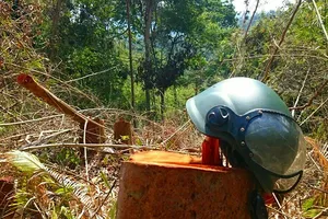 Hơn 5 ha rừng ở đồi Kumagai bị hạ trắng