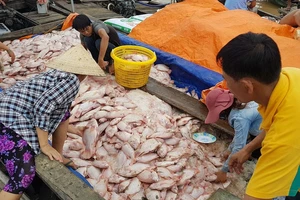 Cá chết ở sông La Ngà không phải do xả thải