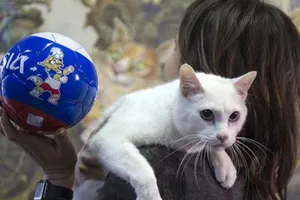 Chú mèo ở Cung điện Mùa đông kế thừa bạch tuộc Paul