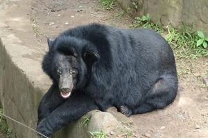 Nỗ lực giải cứu 2 gấu ngựa ở Lâm Đồng