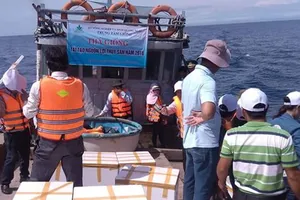 Thả ốc hương, hải sâm tái tạo nguồn hải sản ở Lý Sơn