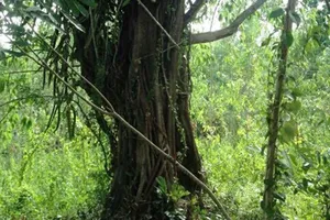 Làm giả hồ sơ để chở cây ‘siêu khủng’?