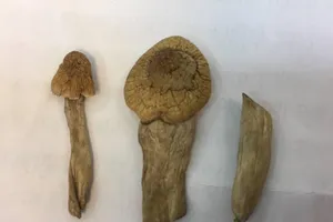 Bộ Công an xác minh ‘nấm thần’ chứa ma túy