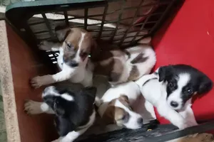 TP.HCM: Nhiều nhóm trộm chó ở Bình Tân