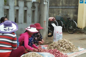 Huyện Lý Sơn tăng cường bảo vệ thương hiệu tỏi