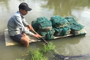 Dân khốn khổ với mùi hôi ‘lạ’ ở Bình Chánh