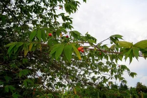 Vì sao cây trứng cá bị cấm trồng trên vỉa hè TP.HCM?