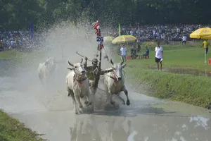 Tưng bừng lễ hội đua bò Bảy Núi