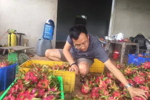 Nhìn thanh long thê thảm, lo cho nhiều nông sản khác