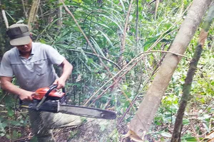 Chấm dứt dự án phá rừng nuôi bò ở Phú Yên