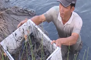 Phong trào nuôi tôm càng xanh lan đến Cà Mau