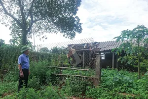 Bị kết án oan vì dịch lở mồm long móng