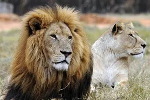 Nhóm người Việt tại Nam Phi bị bắt vì nghi giết 40 con sư tử