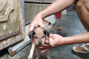 Dựng bảng đèn Led chửi đổng hàng xóm