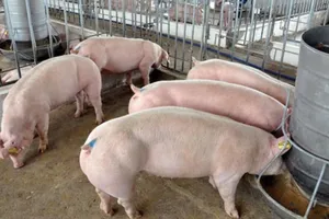 Vật nuôi lấy thịt cũng cần được đối xử nhân đạo