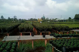 Làng hoa Sa Đéc sắp tung hàng độc đón Tết